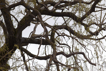 Old Tree with twisted and curled branches
