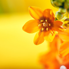 Ornithogalum Dubium  Flowers