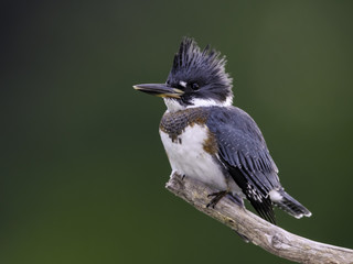 Belted Kingfisher Portrait on Green Background