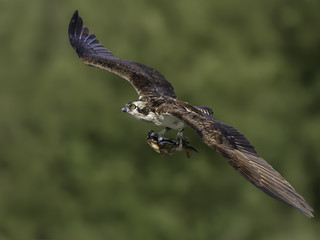 Osprey Flying with Fish on Green Background