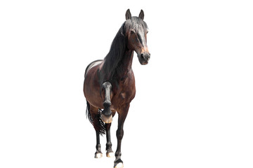Fototapeta premium Witam konia podnosi jego kopyta na białym tle