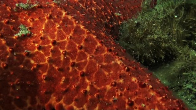 Close up, Striated frogfish swims close to sea star