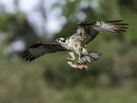 Osprey Bringing Fish to the Nest on Green Background