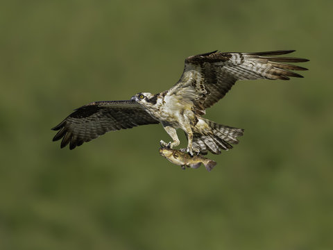 Osprey Flying with Fish on Green Background