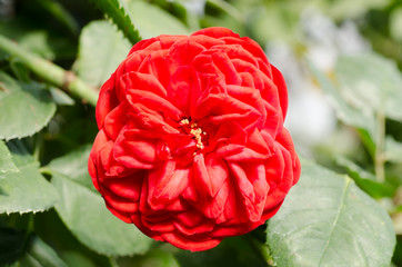 Obraz premium Red rose flower blossom in a garden