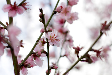 Flores rosas en jardin close up