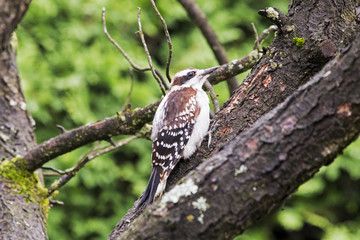  Downy woodpecker on a branch