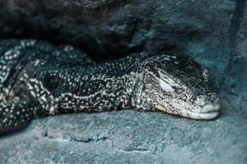 detail shot of water monitor lizard.