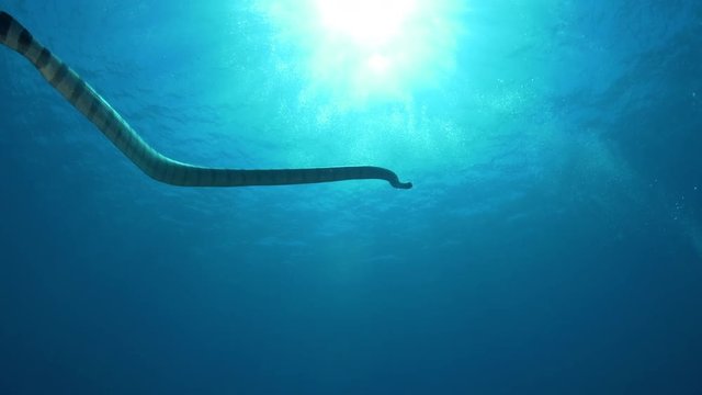 White sea snake swims in ocean