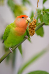 Lovebird 1005