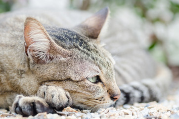 Close up of cat face looking forward,Thai cat