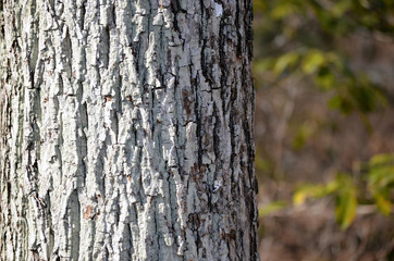 bark
