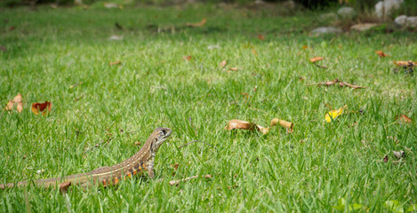 closeup head shot of Oriental garden lizard