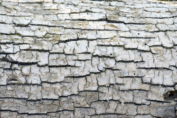 bark