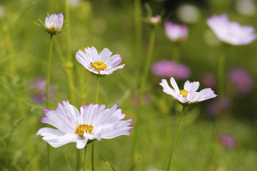 white cosmos flowers blooming in nature
