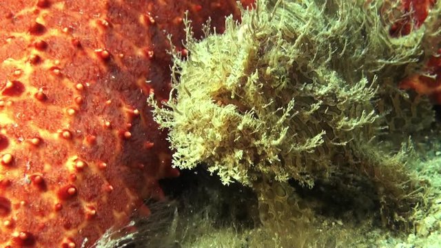 Striated frogfish lays near sea star, close up