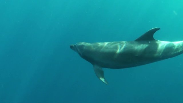 Lone bottlenose dolphin swims in open ocean, POV