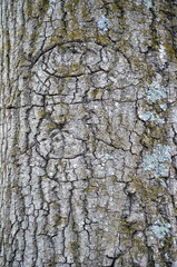 bark and lichen