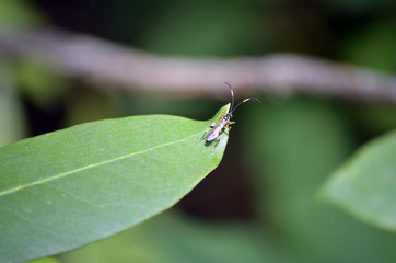 bug