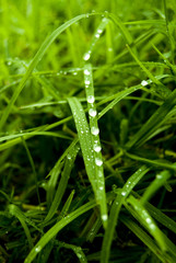 grass with dew