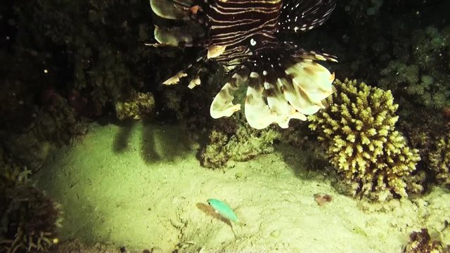 Lionfish eats smaller fish, POV