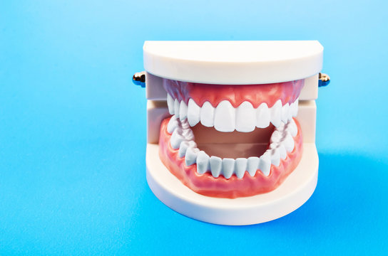 Plastic dental teeth model.