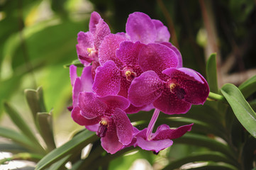 pink orchid flower in nature
