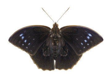 Isolated top view of common duffer butterfly ( Discophota sondaica Boisduval ) on white