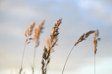 Fototapeta premium Wheat in front of evening sky blurred background