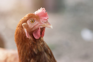 Brown chicken waiting feed in stall at the farm. Hen indoor on a farm yard in Thailand. Close up eyes and blur background. Portrait animal. (Rhode Island Red)