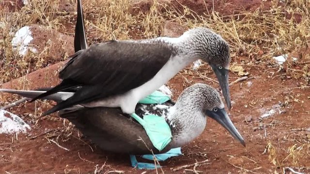 Close up, blue footed booby stands on top of another
