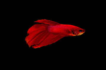 Obraz premium Red betta fish on black background