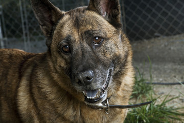 German Shepherd Mix Dog Smiling at Camera