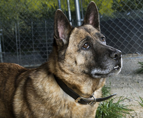 German Shepherd Mix Dog Looking Up