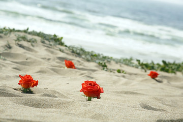 Romantic Flowers at the Beach