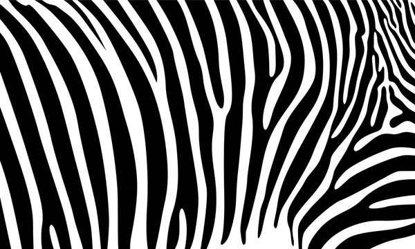 Realistic abstract zebra skin pattern vector illustration