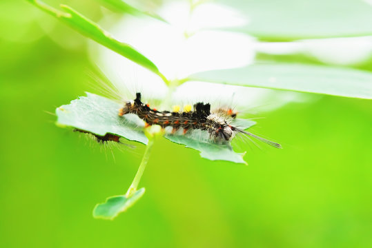 worm