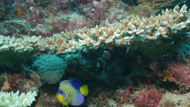 POV, royal angelfish swims over reef