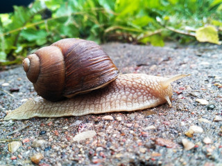 Large grape snail on wet pavement after a rain.