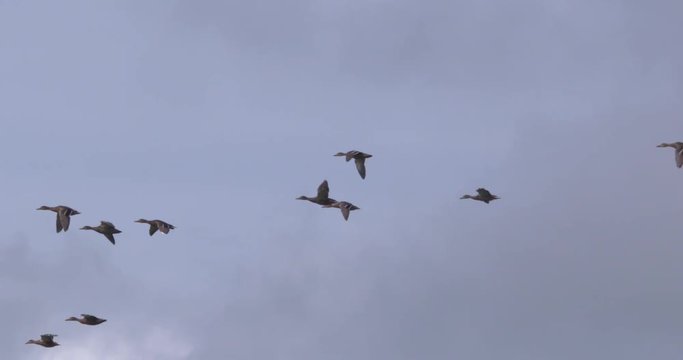 Geese in flight formation. Slow motion