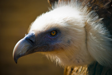 Vulture close up