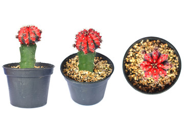 Group of red gymnocalycium cactus on white background