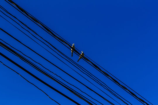bird line bable blue sky animal wildlife 