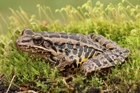 Pickerel Frog (Lithobates Rana Palustris)