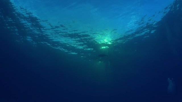 Fish swim in ocean, deep ocean POV