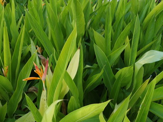 Cesped y hojas verdes con flor naranja