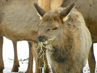 Baby Elk feeding