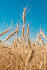 Wheat on the sky background