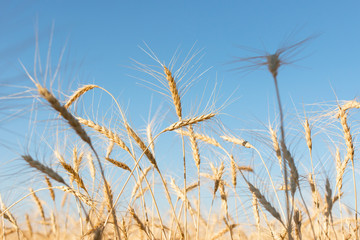 Wheat spike on the sky background