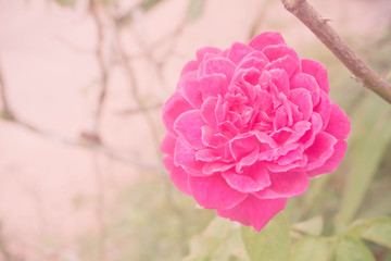 Pink rose flower background